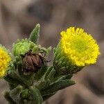 Pulicaria sicula Flor