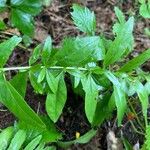 Oenothera perennis List