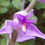 Cephalanthera rubra Floare