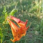Tecoma fulva Flower