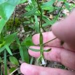 Houstonia longifolia Leaf