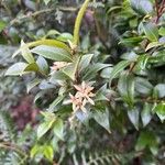 Backhousia myrtifolia Flors