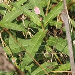 Persicaria amphibia ഇല