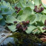 Rhodiola rosea Habitat