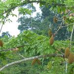 Ceiba pentandra Frucht