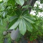 Adansonia za Folio