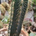 Pilosocereus pachycladus List