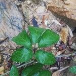 Cissus aralioides Blad