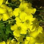 Oxalis pes-capraeFlower