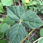 Macroptilium atropurpureum Leaf