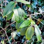 Lonicera acuminata अन्य