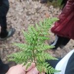 Asplenium onopterisBlad