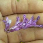 Vicia dasycarpa Квітка