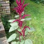 Amaranthus caudatus Хабит