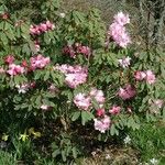 Rhododendron oreodoxa Habit