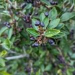 Schinus patagonica Plod