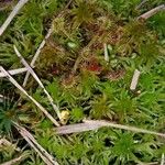 Drosera rotundifoliaBlad