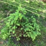 Picea glauca موطن