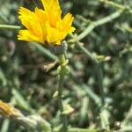 Launaea fragilis Flower