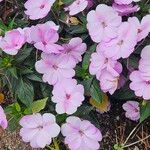 Impatiens hawkeri പുഷ്പം