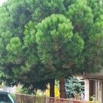 Pinus pinea Blatt