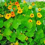 Tropaeolum majus 整株植物