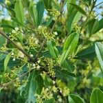 Ilex cassine Flor