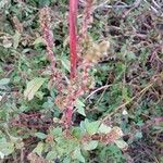 Amaranthus hybridusŜelo