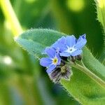 Myosotis arvensis Leaf