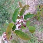 Amelanchier ovalisLevél