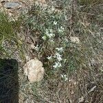 Arenaria aggregata Flower