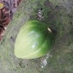 Massularia acuminata 果実