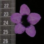 Echinacanthus attenuatus Otro