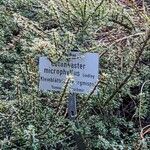 Cotoneaster microphyllus Egyéb