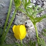Ranunculus millefoliatus Flower