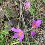 Colchicum multiflorumFloare