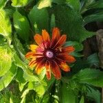 Rudbeckia hirta花