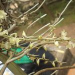 Rhipidoglossum pulchellum Flower