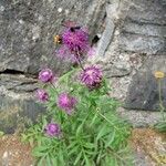 Centaurea scabiosaFlor