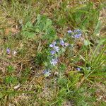 Veronica orsiniana Foglia