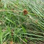 Juncus conglomeratus Lapas