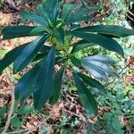 Daphne laureola Blad