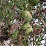 Lagenaria sphaerica Fruit