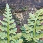 Asplenium adiantum-nigrum 葉