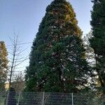 Sequoiadendron giganteum Habit