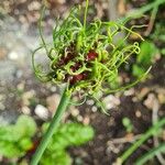 Allium vineale Lapas