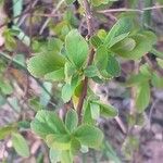 Spiraea salicifolia Φύλλο