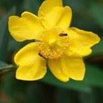 Hypericum × hidcoteense Flower