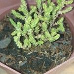 Sedum moranense Leaf
