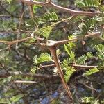 Vachellia grandicornuta ഇല